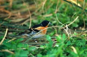 Peppola (Fringilla montifringilla).De Agostini Picture Library/A. Calegari