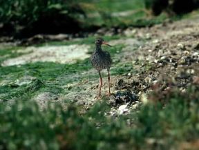 Pettegola (Tringa totanus).De Agostini Picture Library/C. Galasso