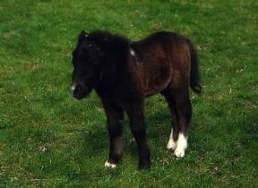 Pony . Puledro.De Agostini Picture Library/M. Pizzirani