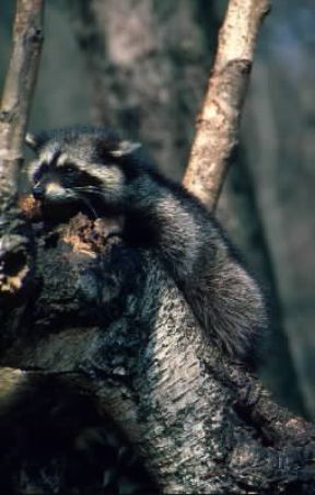 Procione. Esemplare di Procyon lotor.De Agostini Picture Library/C. Galasso