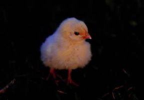 Pulcino. De Agostini Picture Library/M. Pizzirani