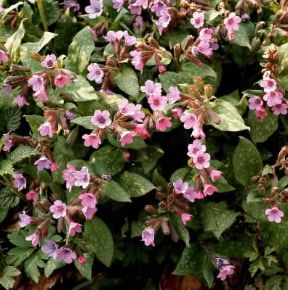 Pulmonaria (Pulmonaria officinalis).De Agostini Picture Library/A. Sella