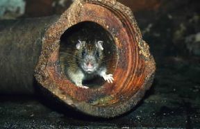 Ratto. Esemplare di Rattus norvegicus.De Agostini Picture Library/A. Calegari