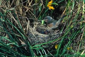 Sterpazzolina. De Agostini Picture Library/C. Galasso