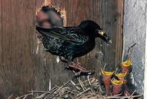 Storno. De Agostini Picture Library/C. Galasso