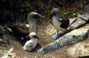 Sula. Esemplare di Sula nebouxii; l'uccello nidifica in grandi colonie deponendo un unico uovo.De Agostini Picture Library/F. Galardi