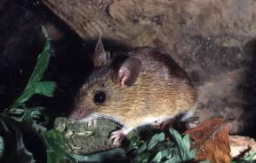 Topo selvatico (Apodemus sylvaticus).De Agostini Picture Library/E. Vigo