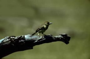 Trachifono di Arnaud.De Agostini Picture Library/P. Jaccod