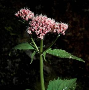 Valeriana (Valeriana pyrenaica).De Agostini Picture Library/2 P