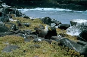 Albatro. De Agostini Picture Library/F. Galardi