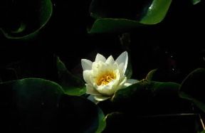 Ninfea. Altro esemplare della pianta.De Agostini Picture Library / A. Vergani