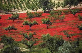 Umbria. Alberi da frutto. L'agricoltura, benchÃ© non rappresenti piÃ¹ uno dei pilastri dell'economia umbra, costituisce ancora un settore importante.De Agostini Picture Library/G. Berengo Gardin