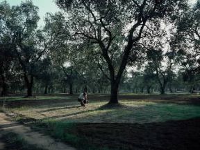 Oleario . Raccolta delle olive in Puglia.De Agostini Picture Library/M. Pedone