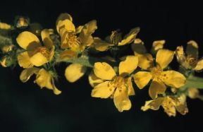 Agrimonia . Infiorescenze di Agrimonia eupatoria.De Agostini Picture Library/G. Negri