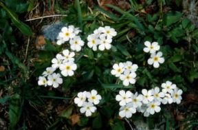 Androsace. Androsace chamaejasme.De Agostini Picture Library/M. Giovanoli