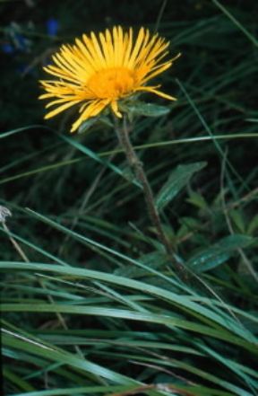 Baccherina. Fiore di Inula conyza.De Agostini Picture Library / M. Pizzirani
