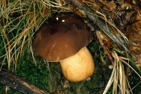 Boletus . Esemplare di Boletus aereus.De Agostini Picture Library/M.Giovanoli