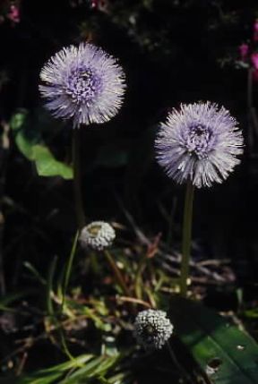 Bottonaria . Esemplare di Globularia nudicaulis.De Agostini Picture Library/A. Caccini