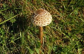 Bubbola maggiore (Lepiota procera).De Agostini Picture Library/M. Giovanoli