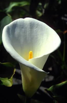 Calla (Zantedeschia aethiopica).De Agostini Picture Library/M. Pizzirani