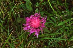Centaurea. In Italia esistono una cinquantina di specie della pianta.De Agostini Picture Library/M. Giovanoli