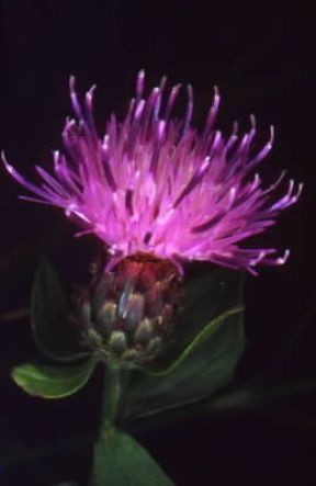 Centaurea. De Agostini Picture Library/A. Caccini