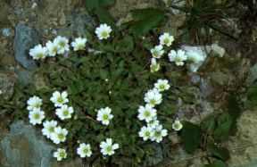 Cerastium latifolium. De Agostini Picture Library/M. Giovanoli