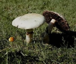 Champignon. Esemplari di Psalliota arvensis.De Agostini Picture Library/P. G. Jamoni