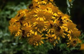 Cineraria (Senecio cineraria).De Agostini Picture Library/M. Pizzirani