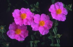 Cistus (Cistus albidus).De Agostini Picture Library/E. Bertaggia