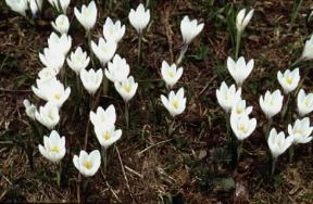 Colchico. De Agostini Picture Library / M. Leigheb