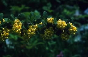 Crespino. Berberis vulgaris.De Agostini Picture Library / M. Pedone