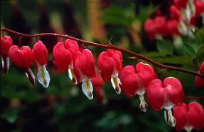 Dicentra . Esemplare di Dicentra spectabilis.De Agostini Picture Library/E. Bertaggia