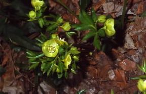 Elleboro. Elleborus viridis.De Agostini Picture Library/M. Pizzirani