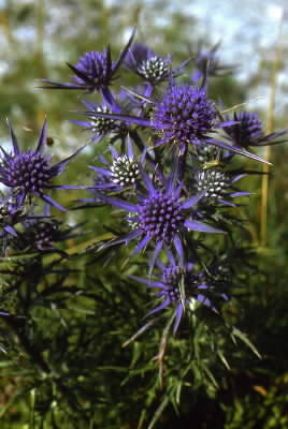 Eringio. Eryngium campestre.De Agostini Picture Library