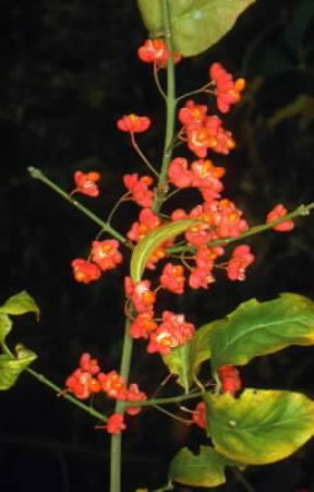 Evonimo. Evonymus europaeus in fiore.De Agostini Picture Library/M. Giovanoli