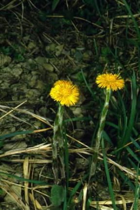 Farfara (Tussilago farfara).De Agostini Picture Library/M. Giovanoli