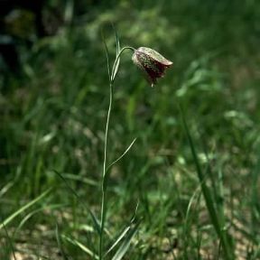 Fritillaria (Fritillaria tenella).De Agostini Picture Library/F. Cirillo
