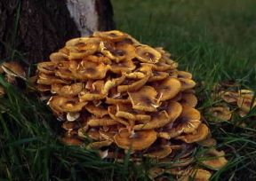 Fungo. Esemplare di Armillariella mellea.De Agostini Picture Library/M. Pizzirani