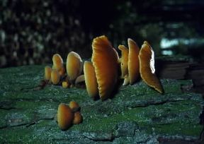 Fungo. Esemplare di Collybia velutipes.De Agostini Picture Library/M. Pizzirani