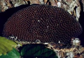 Fungo (Exagona nitida).De Agostini Picture Library/E. Ferrari