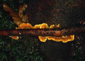 Fungo (Coriolus hirsutus).De Agostini Picture Library/M. Giovanoli