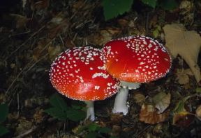 Fungo (Amanita muscaria).De Agostini Picture Library/M. Giovanoli
