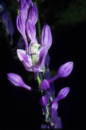 Funkia. Esemplare di Funkia ovata.De Agostini Picture Library/M. Pizzirani