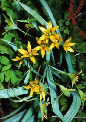 Gagea (Gagea fistulosa).De Agostini Picture Library/M. Pizzirani