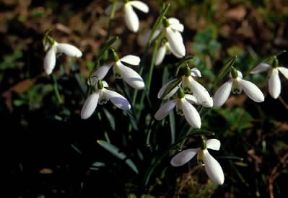 Galanthus (Galanthus nivalis).De Agostini Picture Library/M. Pizzirani