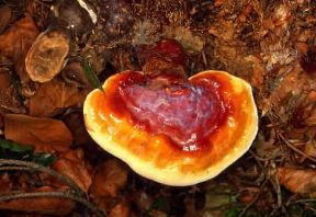 Ganoderma (Ganoderma lucidum).De Agostini Picture Library/M. Giovanoli