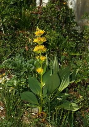 Genziana (Gentiana lutea).De Agostini Picture Library/M. Giovanoli