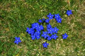 Genzianella (Gentiana verna).De Agostini Picture Library/M. Giovanoli
