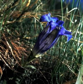 Genzianella (Gentiana acaulis).De Agostini Picture Library/2 P